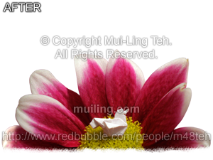 "Flower Nest" by Mui-Ling Teh with the background removed