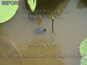 Raw version of "Little Sprouts" by Mui-Ling Teh