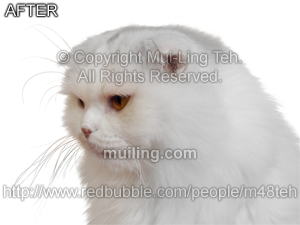 White scottish fold cat with the background removed
