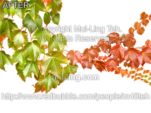"Splitting Season" by Mui-Ling Teh with background removed.